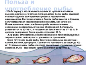 Рыба польза и вред для организма человека