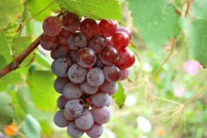 Виноград лидия польза и вред для организма