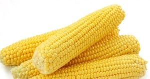 Свежая кукуруза в початках польза и вред