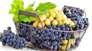 О пользе и вреде винограда для организма человека