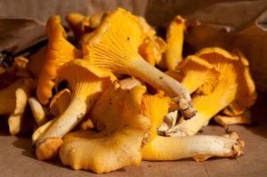 Лисички грибы польза и вред для организма человека