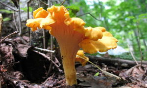 Лисички грибы польза и вред для организма человека
