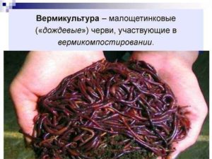 Дождевые черви в огороде вред или польза