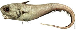 Макрурус рыба вред и польза и вред