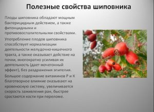 Шиповник польза и вред для организма человека