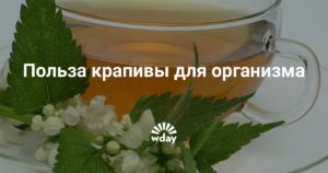 Настой крапивы польза и вред для организма человека