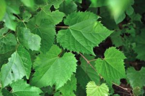 Виноградные листья польза и вред для организма