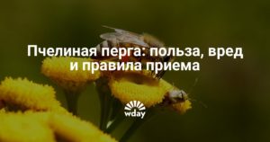 Пчелиная перга для мужчин польза и вред