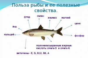 Речная рыба польза и вред для организма человека