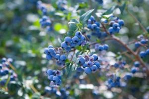 Голубика садовая польза и вред для здоровья