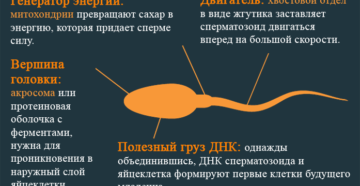 Вред и польза спермы для женщин