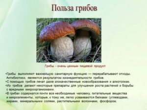 Белый гриб польза и вред для организма