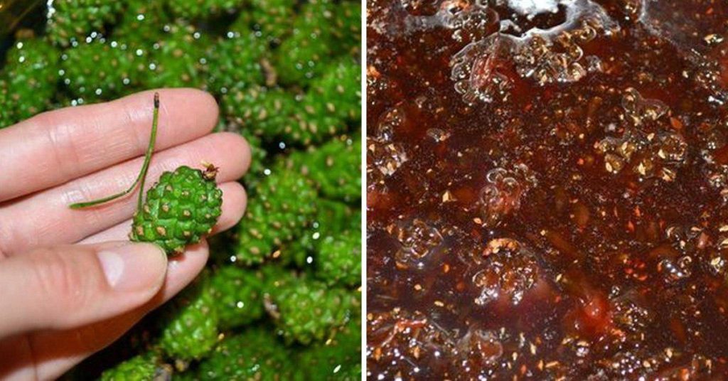 Варенье из шишек пицундской сосны польза и вред