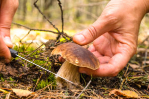 Лесные грибы вред и польза и вред