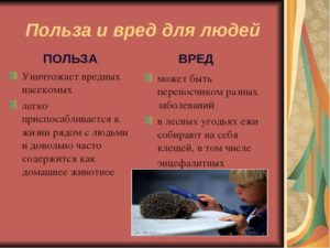 Природная польза. Польза и вред животных для человека. Вред от животных для человека. Польза человека для природы.