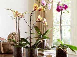 Орхидея фаленопсис польза и вред для дома