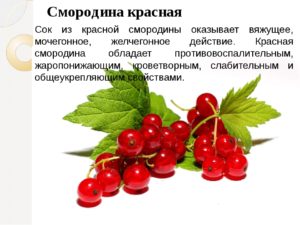 Листья красной смородины польза и вред для здоровья