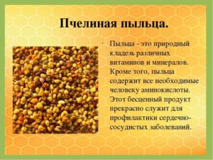 Пчелиная пыльца польза и вред для женщин