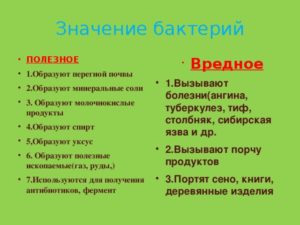 Вред и польза бактерий в жизни человека