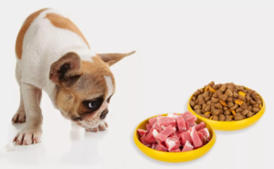 Сухой корм для собак вред или польза