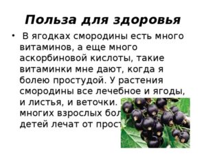 Листья черной смородины польза и вред для здоровья