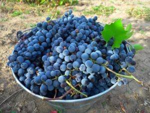 Виноград изабелла польза и вред для беременных