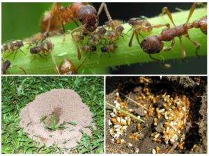 Рыжие муравьи на даче польза или вред