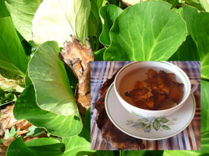 Чай из листьев бадана польза и вред