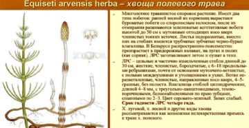 Хвощ полевой вред и польза и вред