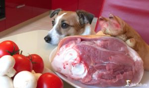 Мясо собаки вред и польза и вред