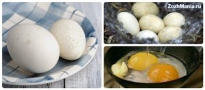 Гусиные яйца польза и вред как готовить