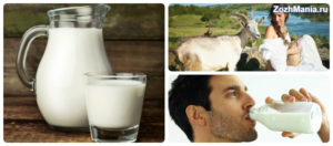 Молоко козье польза и вред в пожилом возрасте