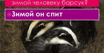 Пользу или вред приносит барсук человеку зимой