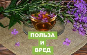 Иван чай для сердца польза или вред